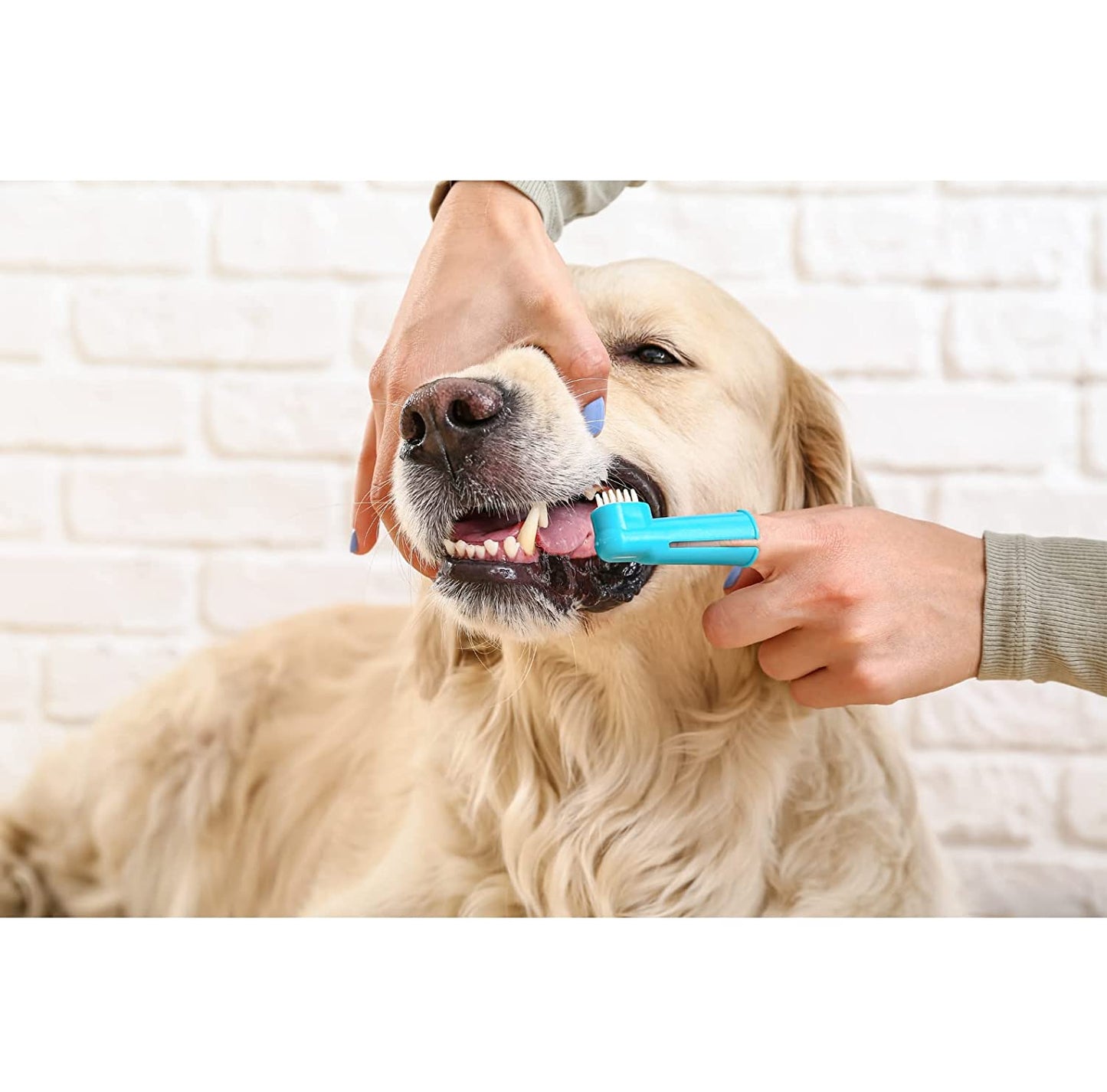 Trixie Tooth Brush Set - Finger Brush for Dogs and Cats Pack of 2 (6cm)