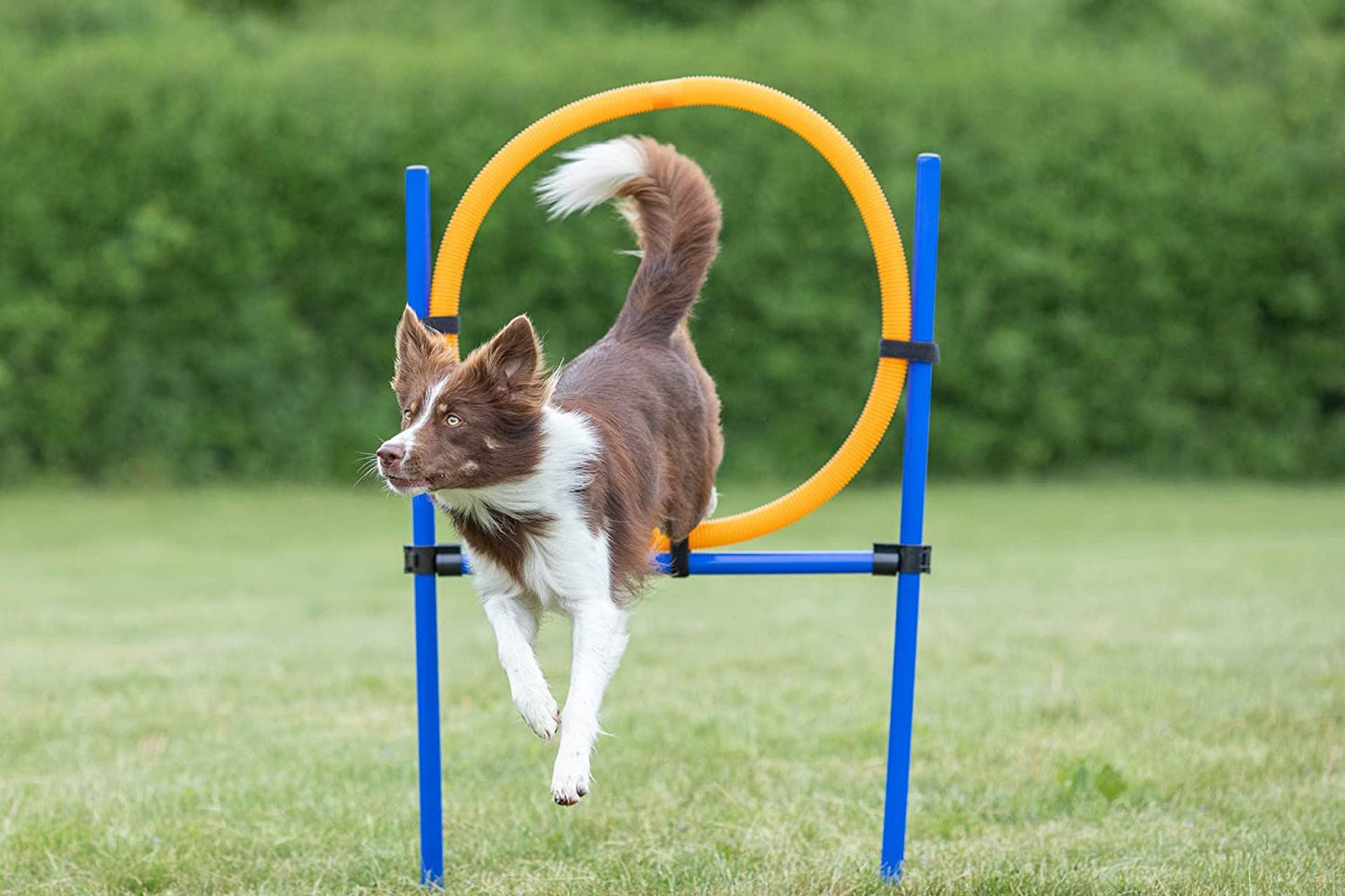 Trixie Dog Agility Ring, Orange/Blue