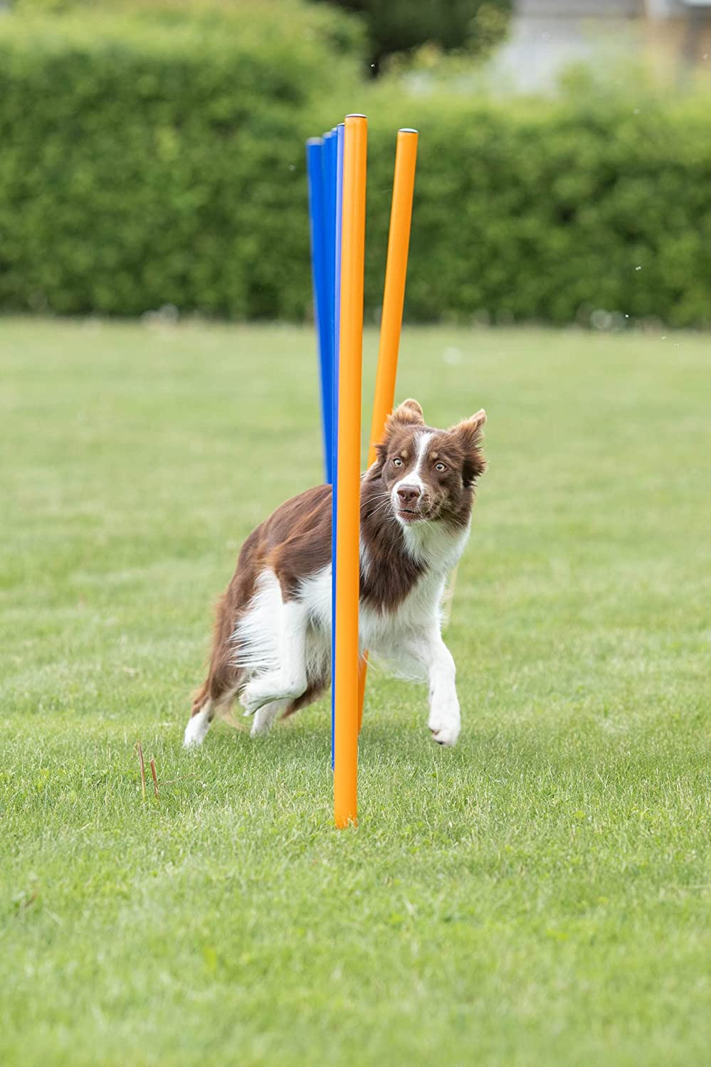 Trixie Dog Agility Slalom (Weave Poles)