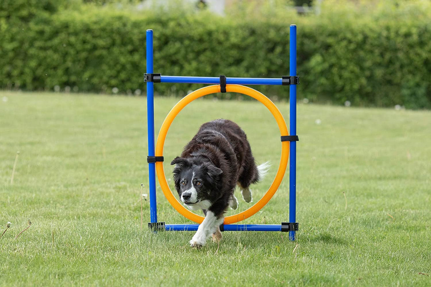 Trixie Dog Agility Ring, Orange/Blue