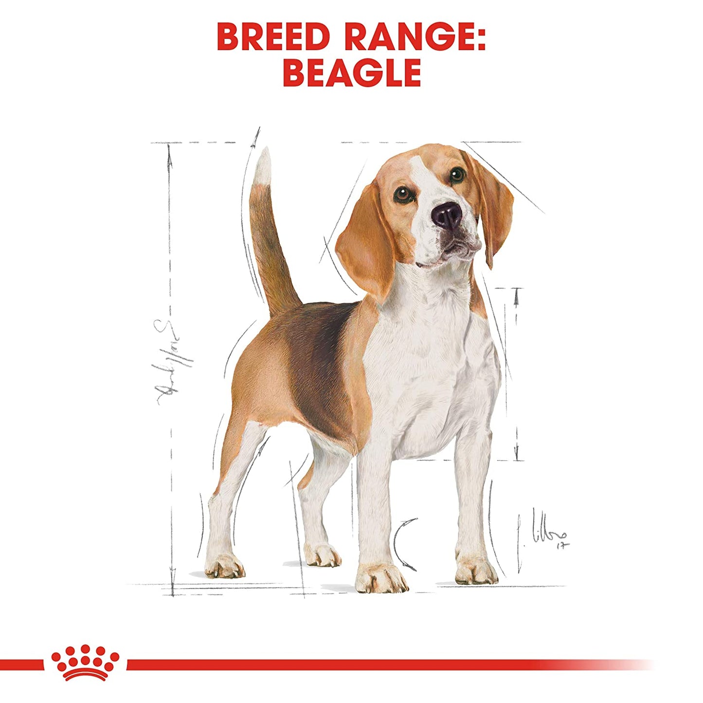 Royal Canin- Beagle Adult Dry Dog Food