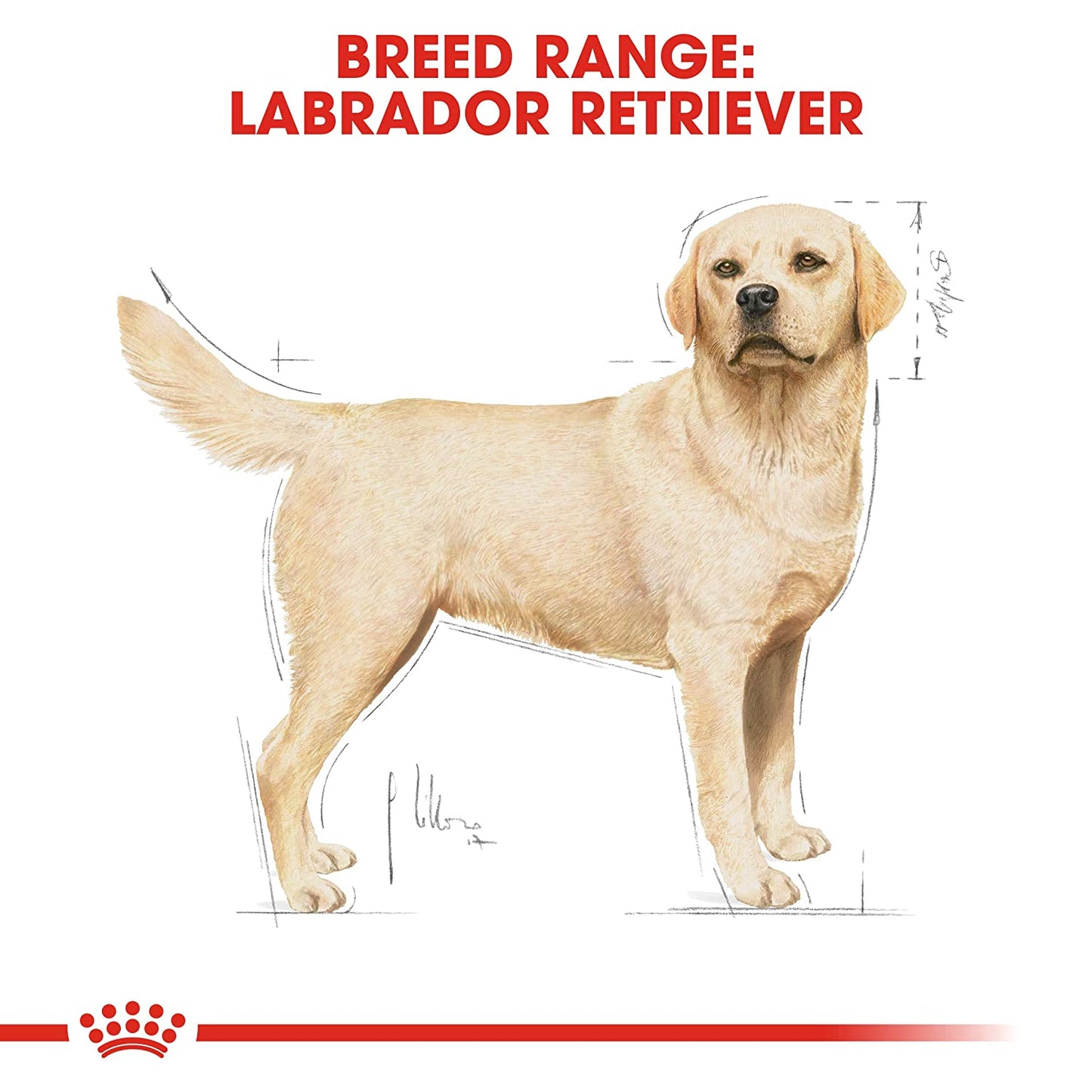 Royal Canin- Labrador Retriever Adult