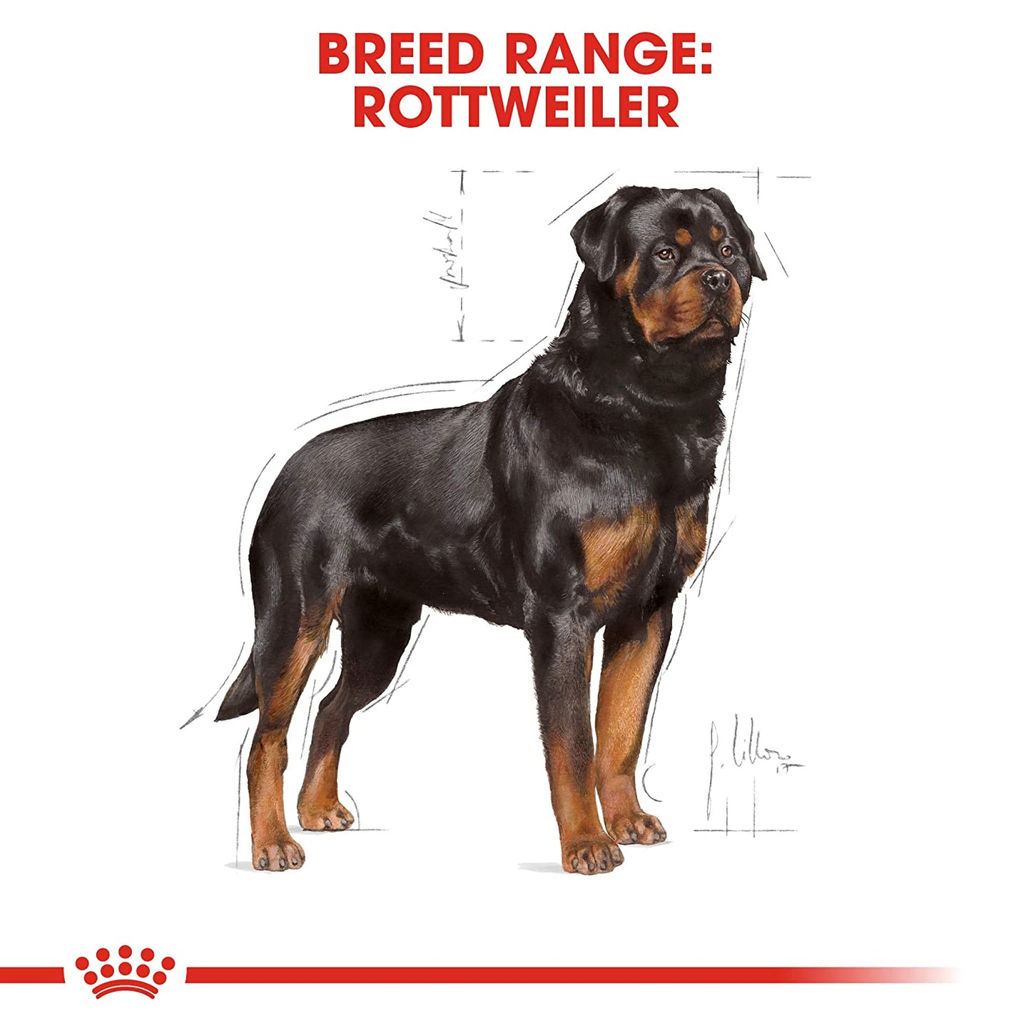 Royal Canin- Rottweiler Adult Dry Dog Food